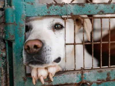 Campinas realiza votação do PL que proíbe confinamento de animais