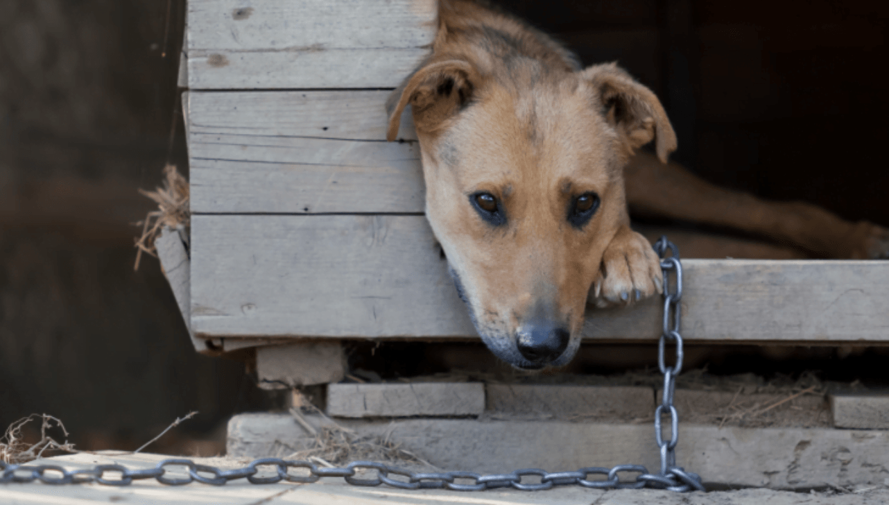 Campinas aprova PL que proíbe confinamento de pets com multa de R$19,3 mil