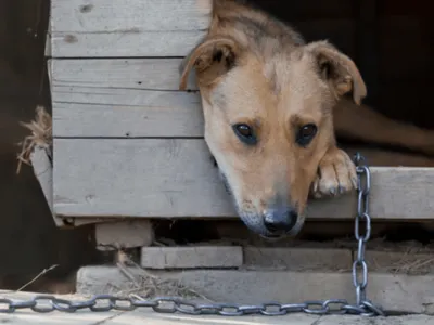 Campinas aprova PL que proíbe confinamento de pets com multa de R$19,3 mil