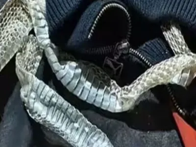 Rabino: A mulher que virou cobra falava ao celular
