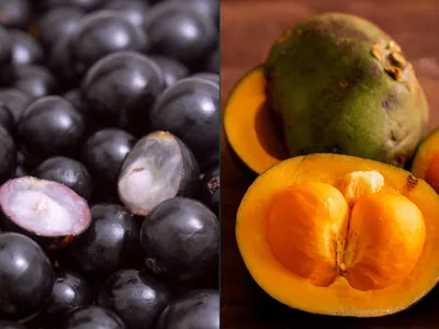 Unicamp usa jabuticaba e pequi para criar "escudo" para probióticos