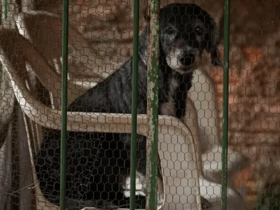 Campinas realiza 2ª votação que aprova PL que proíbe confinamento de pets