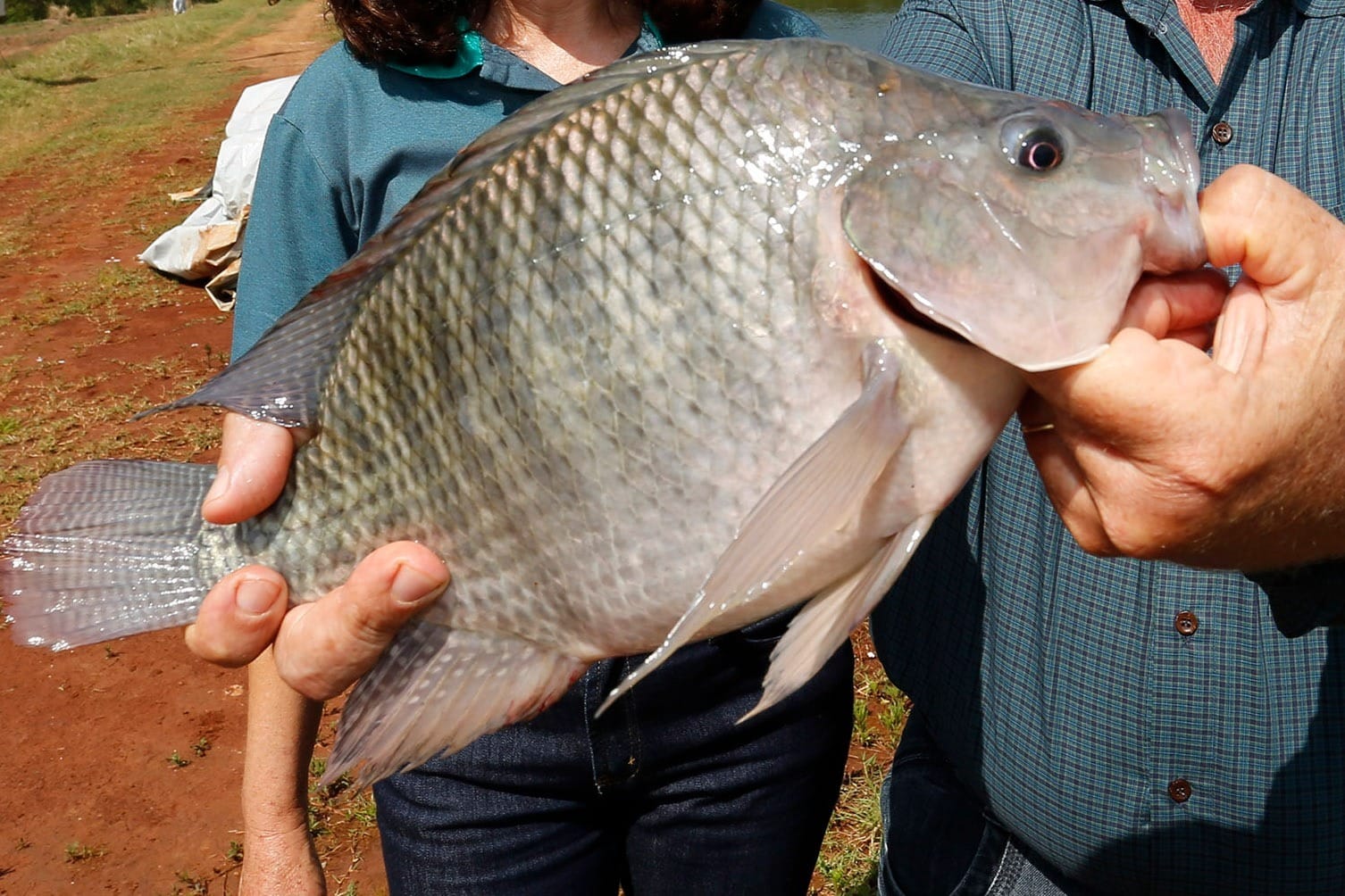 Paraná bate recorde e segue líder na produção de peixes