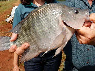Paraná bate recorde e segue líder na produção de peixes