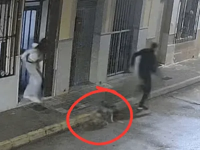 Cão impede sequestro de tutora e deixa marca em suspeito na Espanha