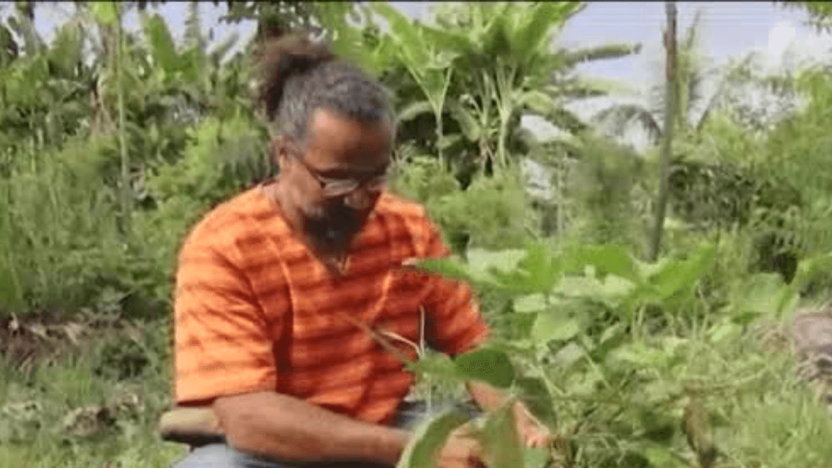 Tecnologia no campo transforma plantas medicinais em fármacos de elite