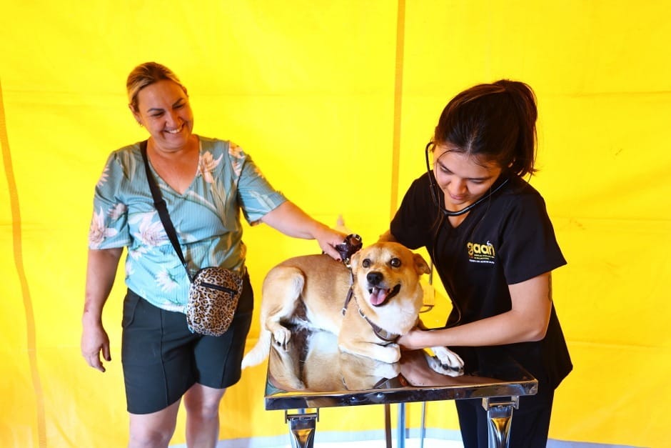 Prefeitura de São José dos Campos abre inscrições para castração de pets