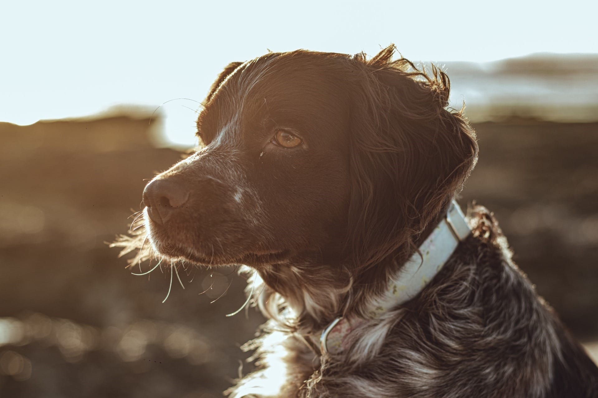 Pets idosos: 6 cuidados essenciais para garantir qualidade de vida