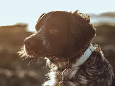 Pets idosos: 6 cuidados essenciais para garantir qualidade de vida