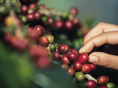 Preço do café arábica despenca em maio e atinge menor nível real em 20 anos