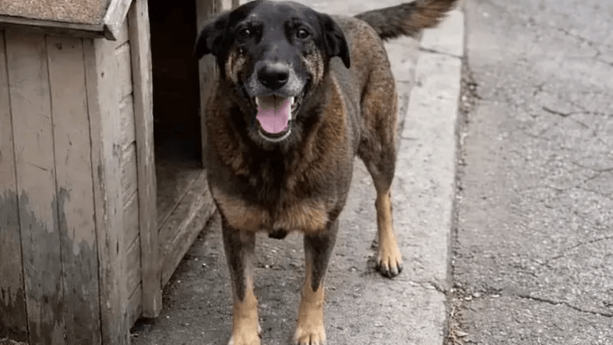 Câmara aprova urgência para PL que torna morte de animais crime hediondo