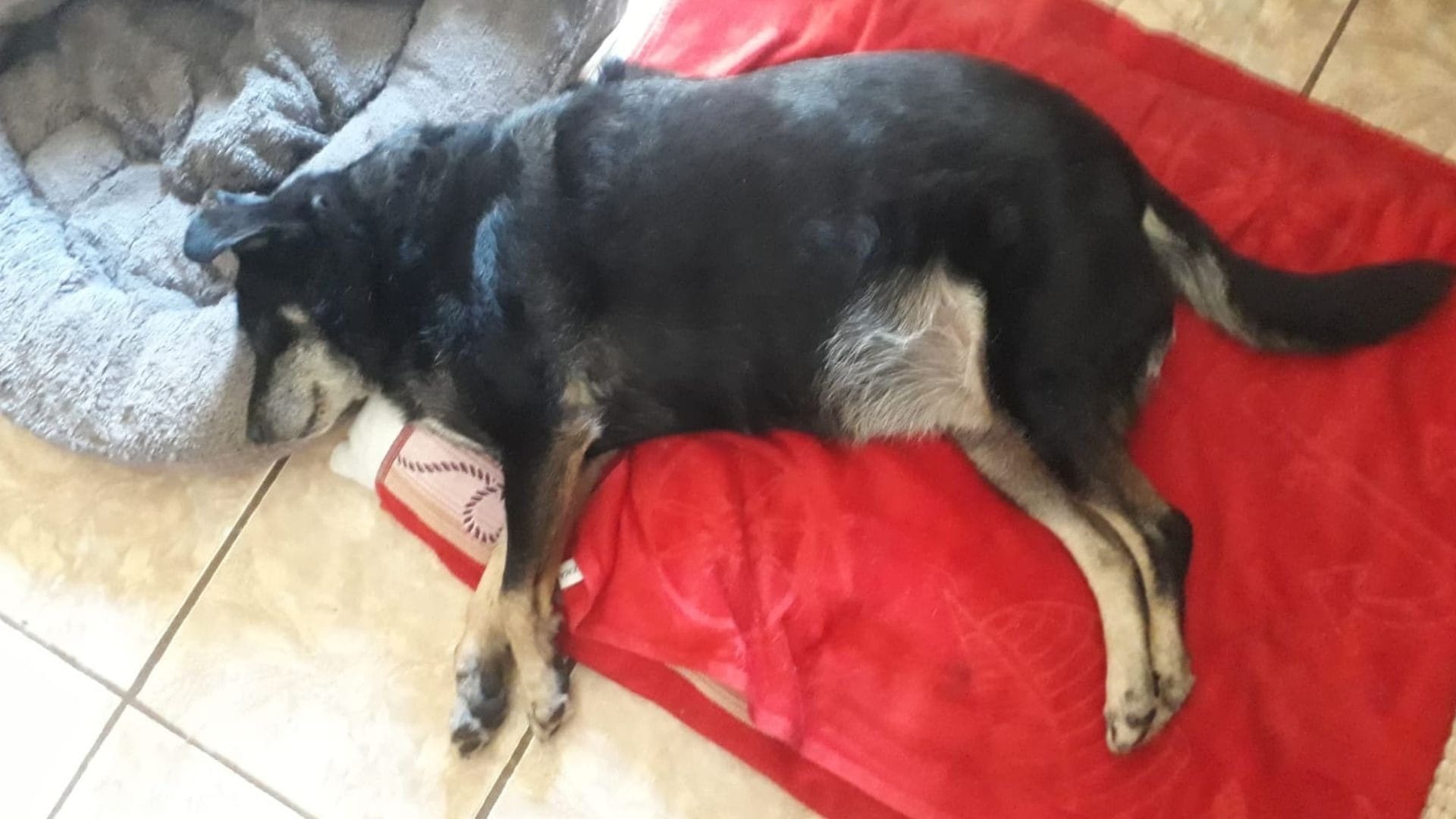 Cachorra lembra caminho de casa e volta após assalto em Curitiba