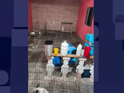 Briga de vizinhos termina em resgate de cães de raça em canil clandestino