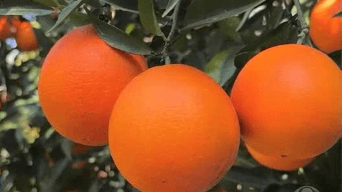 Estoques de suco de laranja crescem 75% em 2025 e setor busca equilíbrio
