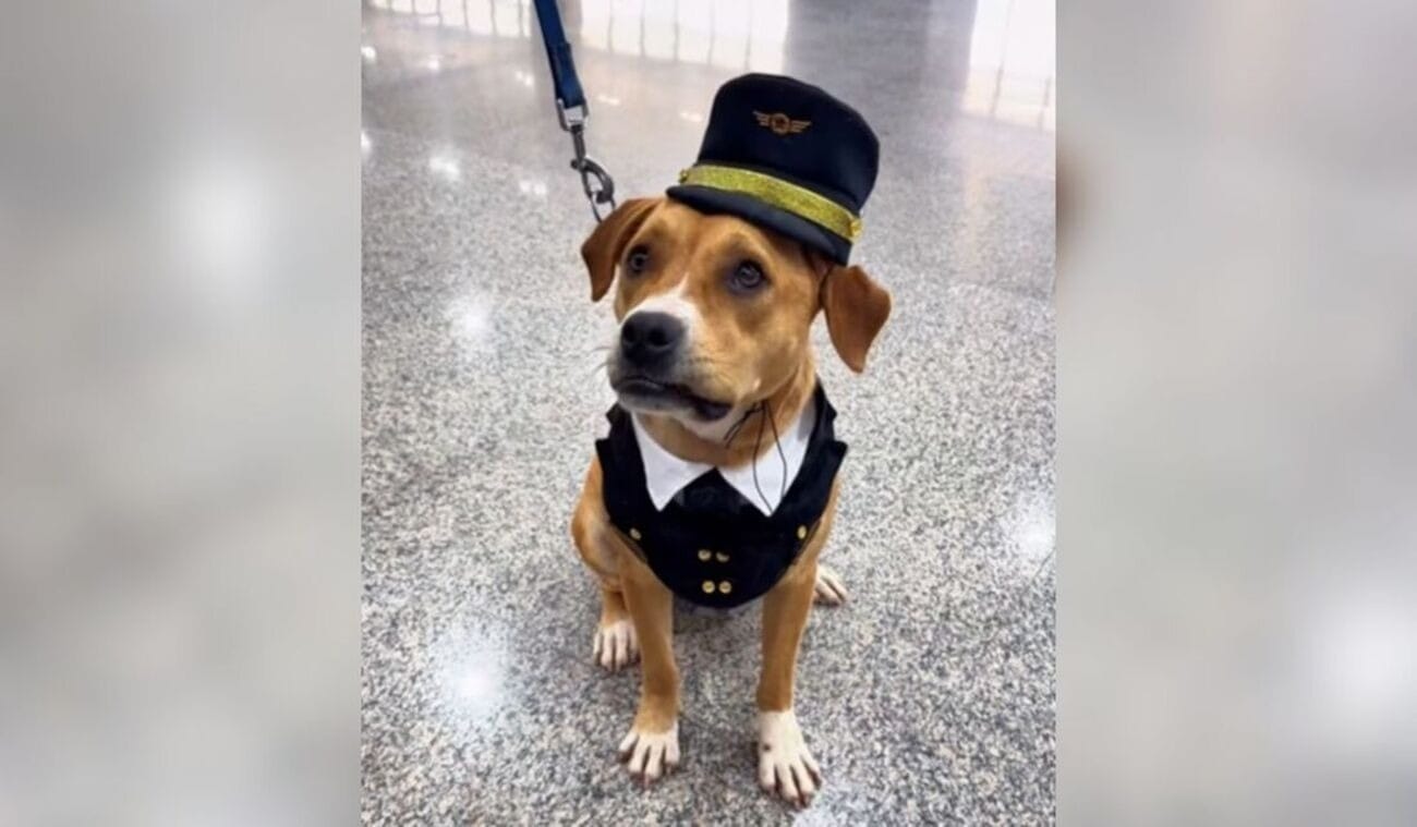 Caramela abandonada no Aeroporto de Guarulhos vira mascote oficial