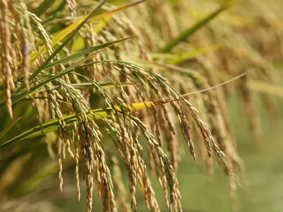 Preço do arroz no RS oscila com impasse entre produtores e indústria