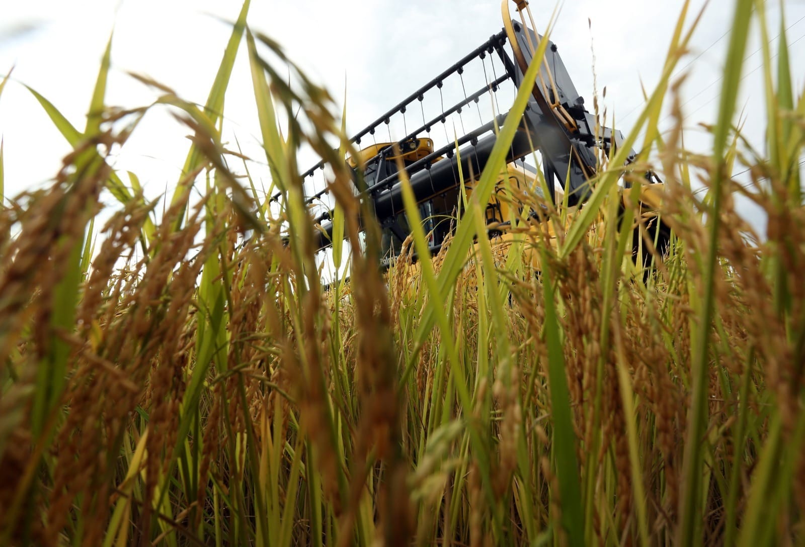 Falta de diesel e guerra no Oriente Médio ameaçam safra no Brasil
