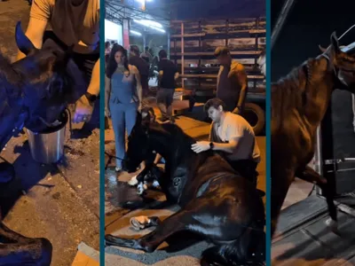 Cavalo resgatado em Limeira apresenta evolução após levantar e se alimentar