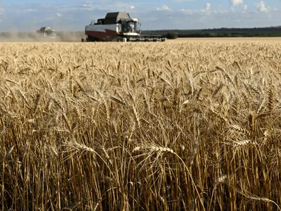 Produção de trigo no Brasil deve ser a menor desde 2020, aponta Conab