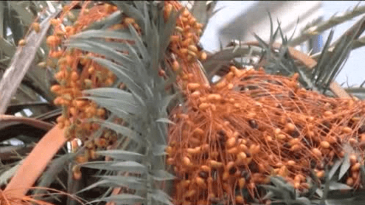 Tâmaras em Maringá: a fruta do Oriente Médio que ornamenta o Paraná