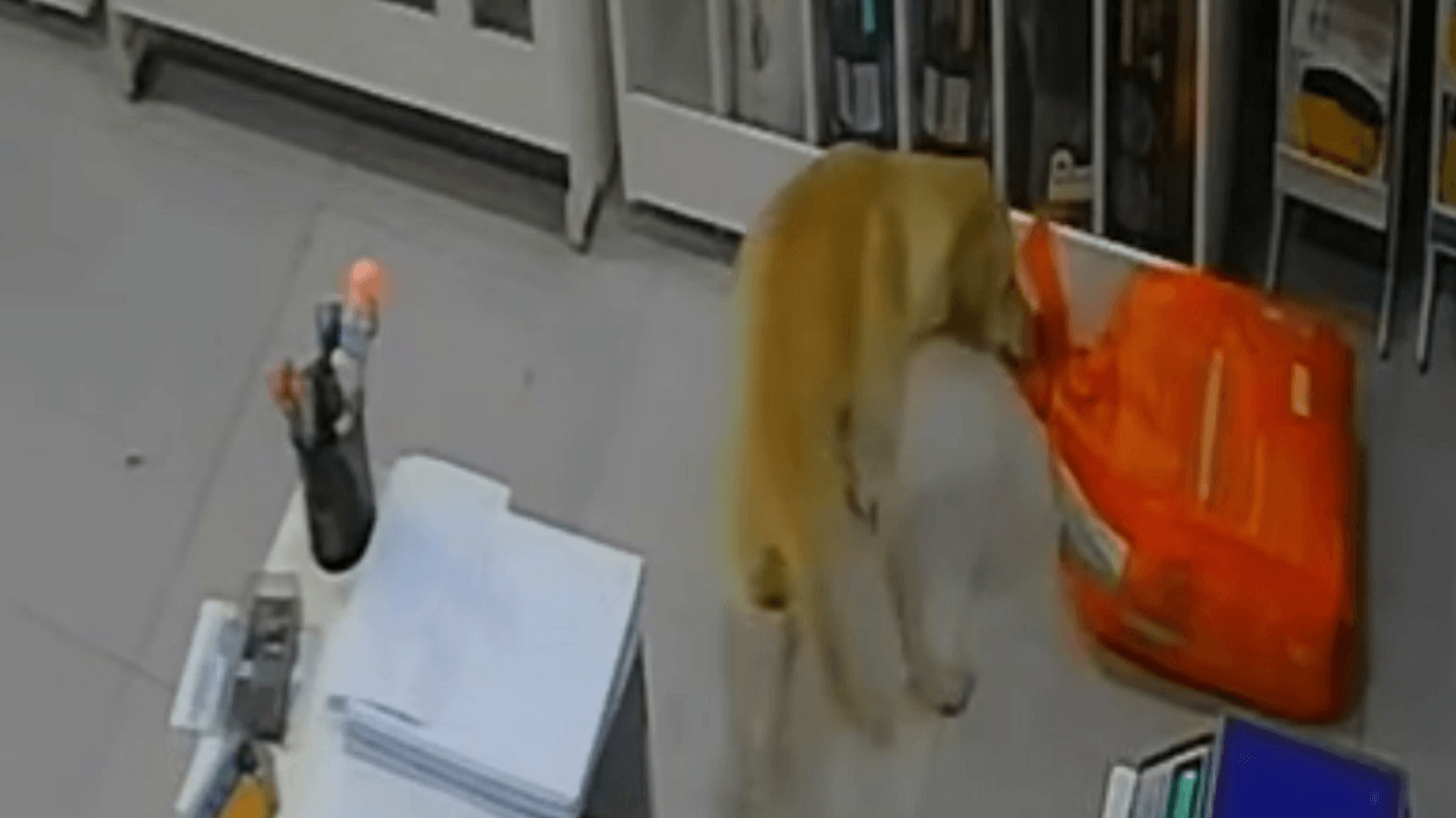 Cadela caramelo “furta” saco de ração e viraliza nas redes sociais