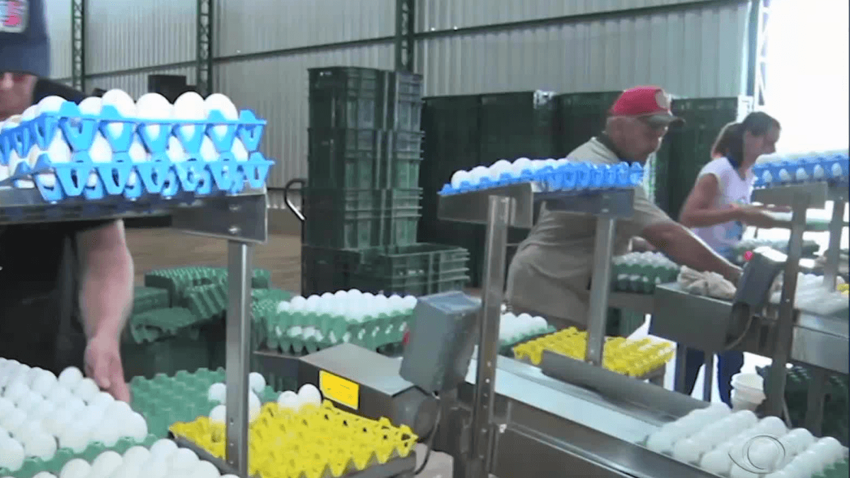 Safra de soja no RS e exportação de ovos marcam o cenário do agro