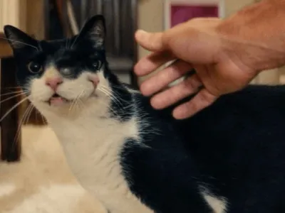 Gata de "O Agente Secreto" e outros pets que já roubaram a cena no Oscar