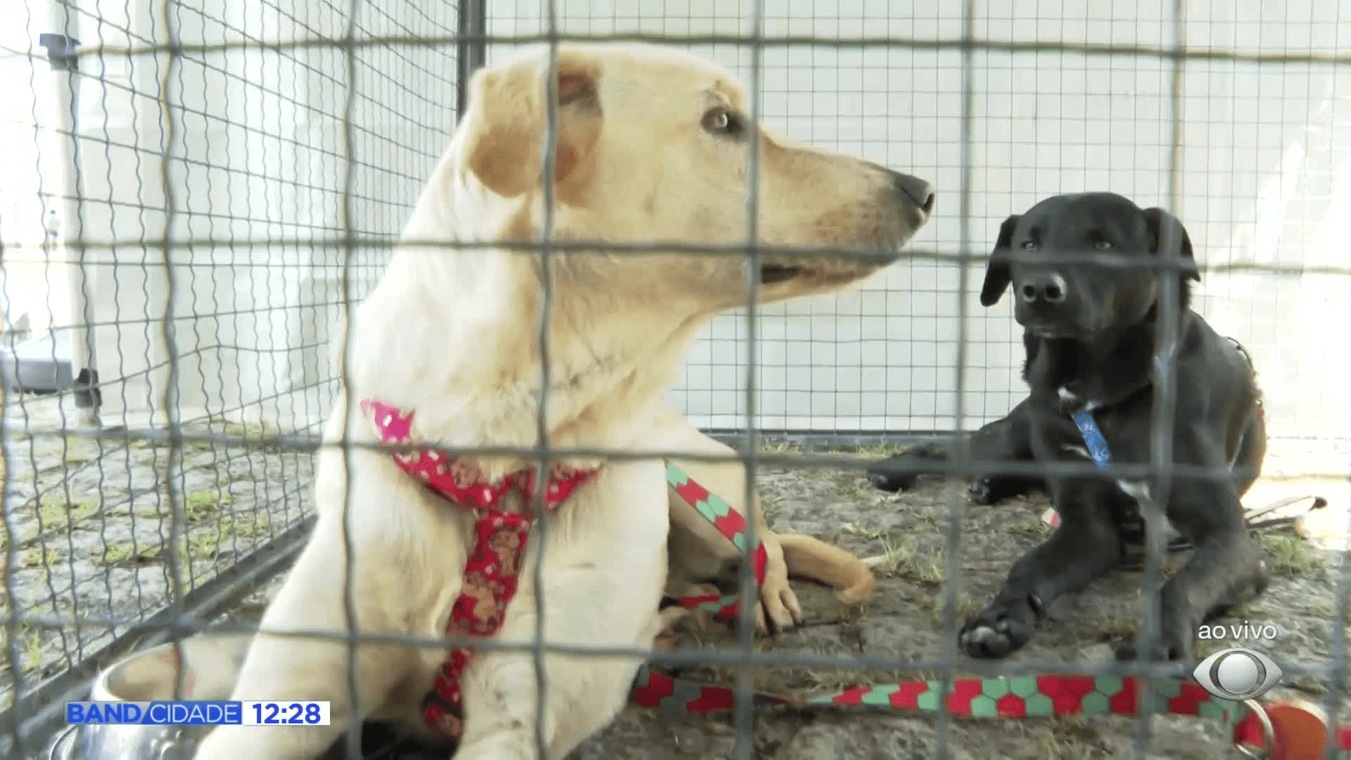 Curitiba resgata 22 animais em 10 dias após denúncias de maus-tratos