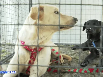 Curitiba resgata 22 animais em 10 dias após denúncias de maus-tratos