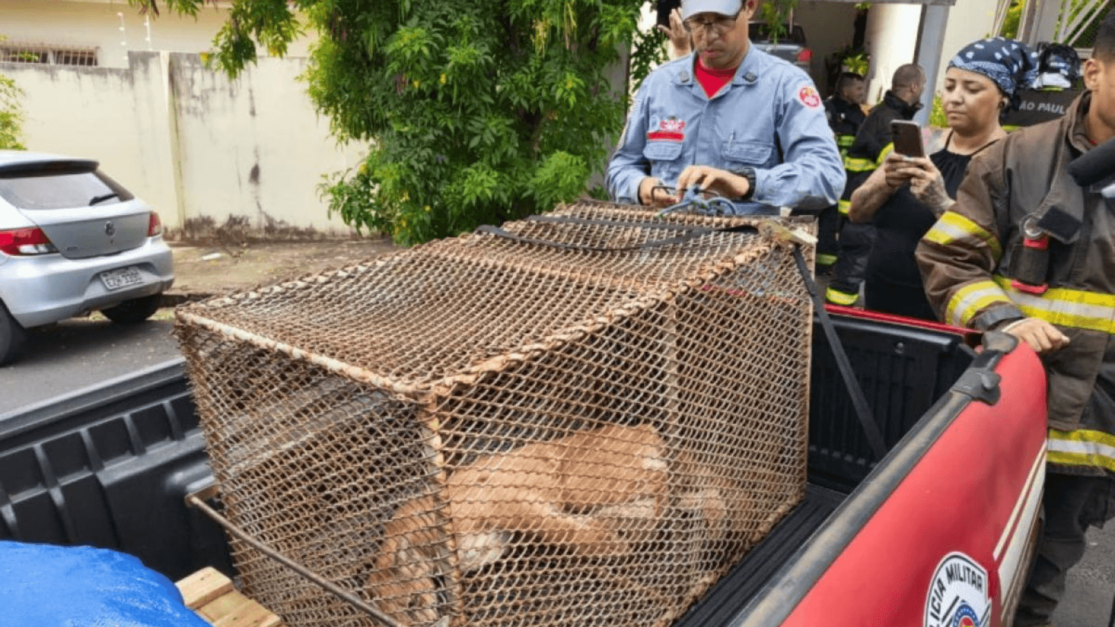Polícia Ambiental captura onça-parda dentro de casa de aposentado em Bauru