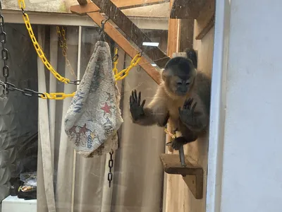 Mulher é multada por manter macaco-prego em cativeiro ilegal em Leme