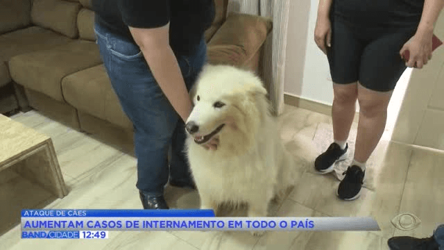 Mordidas de cães crescem 43,4% no SUS e ligam alerta a pais