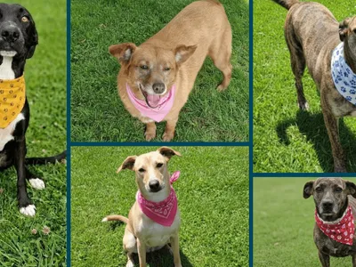 Campinas realiza Feira de Adoção de Animais neste domingo (22)