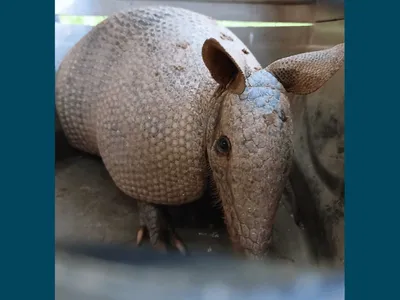 Tatu é resgatado após invadir quintal de casa em Vinhedo