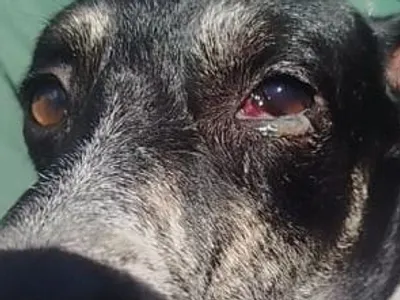 Mulher é presa suspeita de maus tratos a animais em Betim