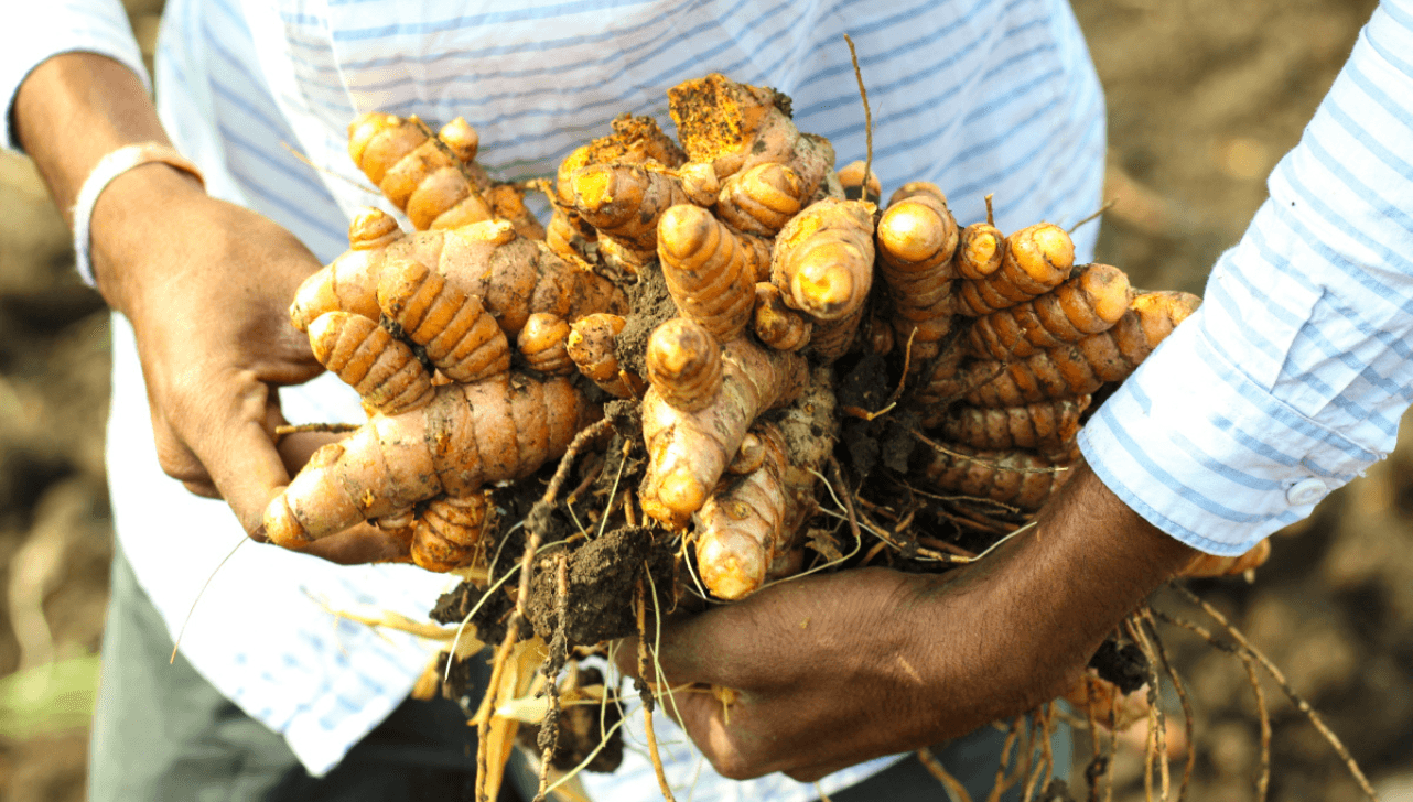 O açafrão-da-terra é uma raiz dourada, muito usada na cozinha como tempero e corante natural
