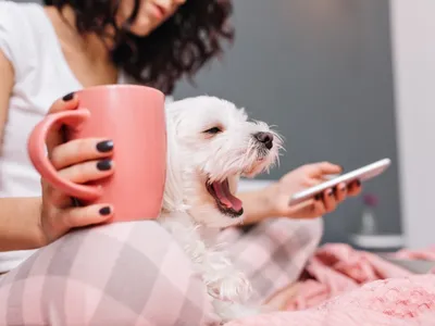 Setor pet tem o menor crescimento anual desde 2019