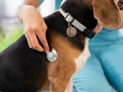 Meu Pet: Bauru e Marília ganham novos consultórios veterinários gratuitos