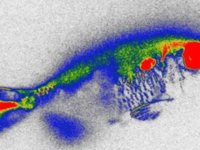 Antibióticos detectados em peixes no Rio Piracicaba acendem alerta