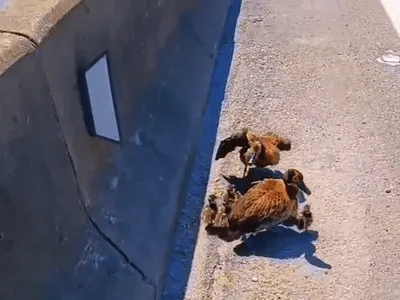 VÍDEO: Família de patos atravessa a Dutra com apoio da PRF em Pinda
