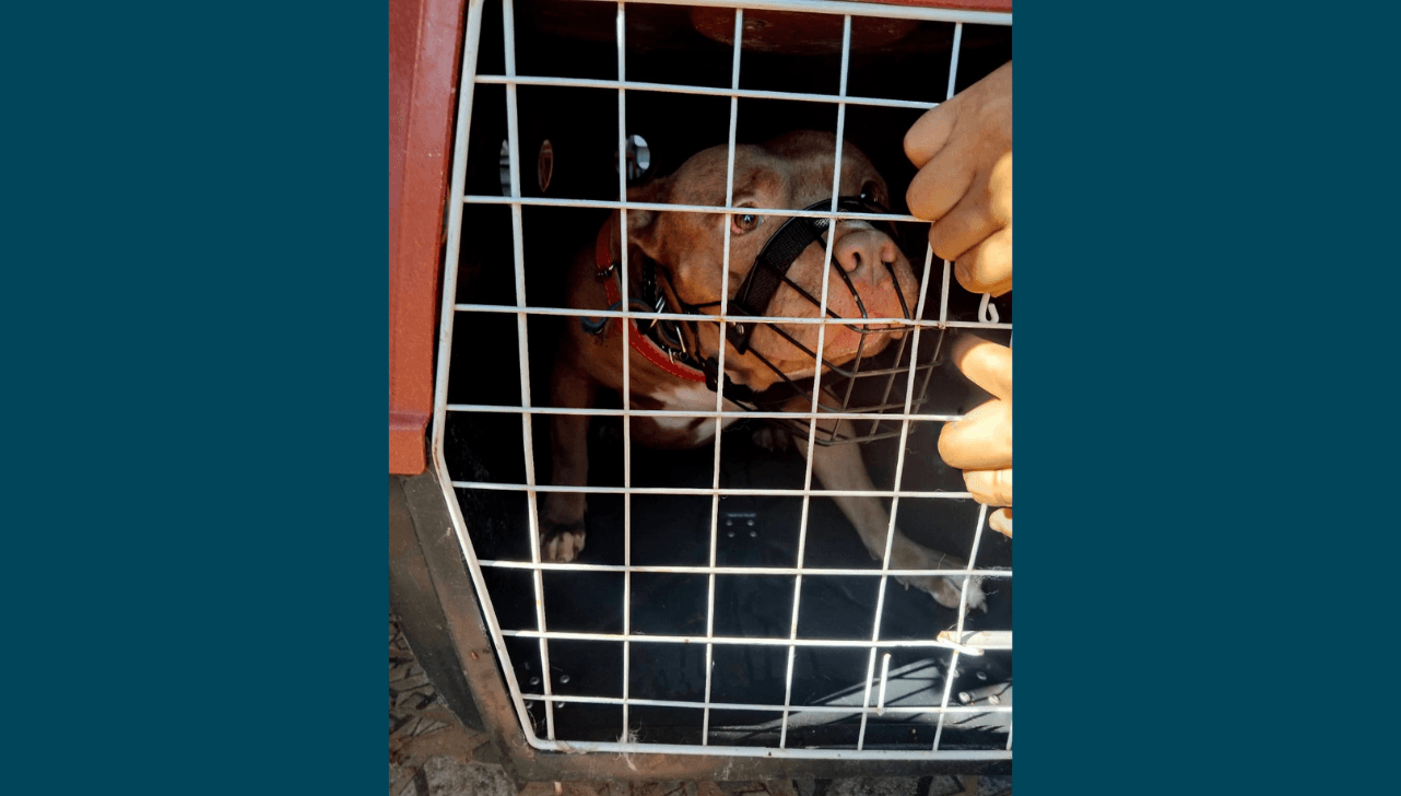 Pitbull é apreendido após ataques a pedestres em Guareí