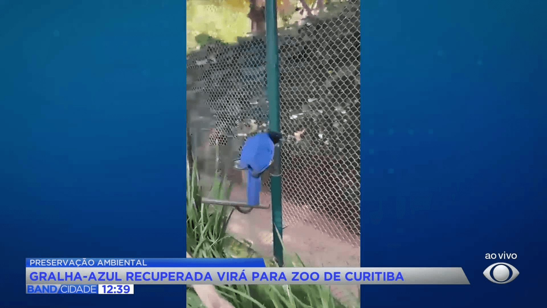 Gralha-azul resgatada ganha novo lar no Zoológico de Curitiba