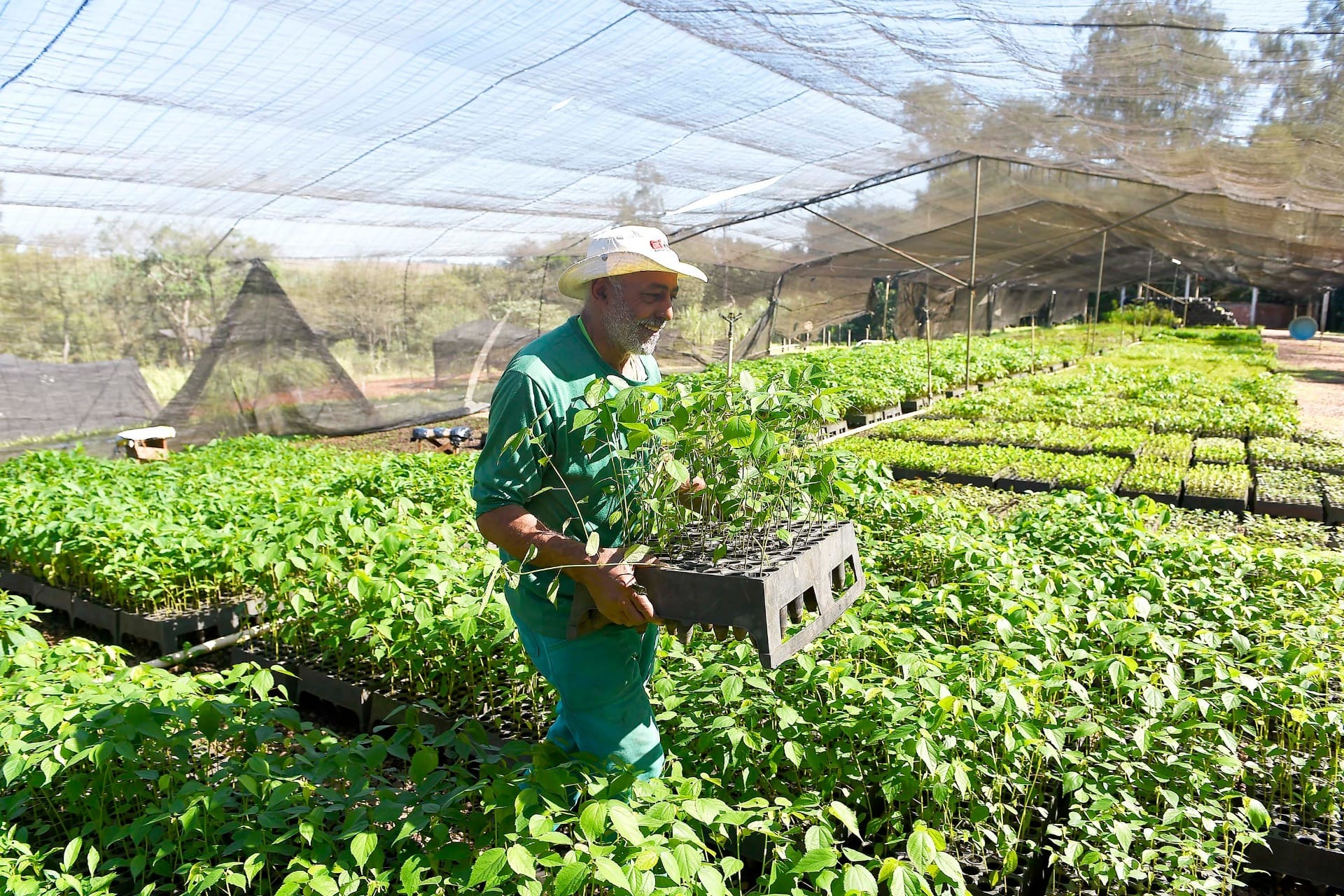 Paraná amplia programa Paraná Mais Verde e mira 190 espécies
