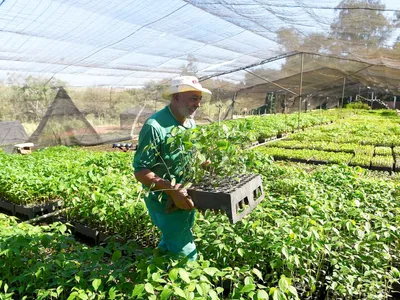 Paraná amplia programa Paraná Mais Verde e mira 190 espécies