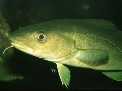 Bacalhau ou 'sabor' bacalhau? Saiba diferenciar as espécies desse peixe