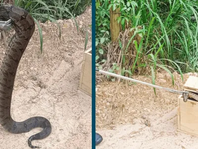 Jiboia é encontrada em casa no distrito de Arcadas, em Amparo