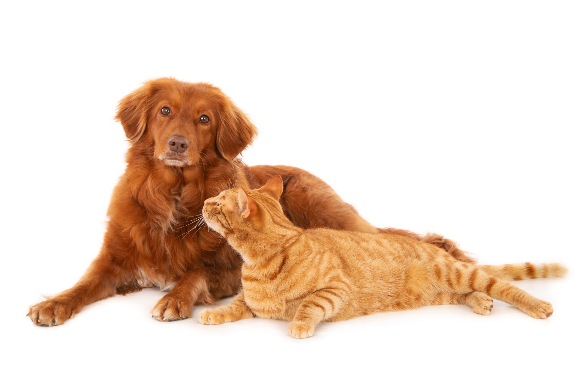 Pets poderão ter guarda compartilhada após divórcio e despesas divididas