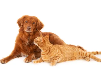 Pets poderão ter guarda compartilhada após divórcio e despesas divididas