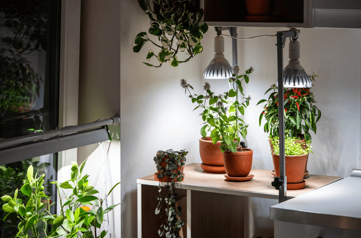 Quais plantas sobrevivem à pouca luz dentro de casa