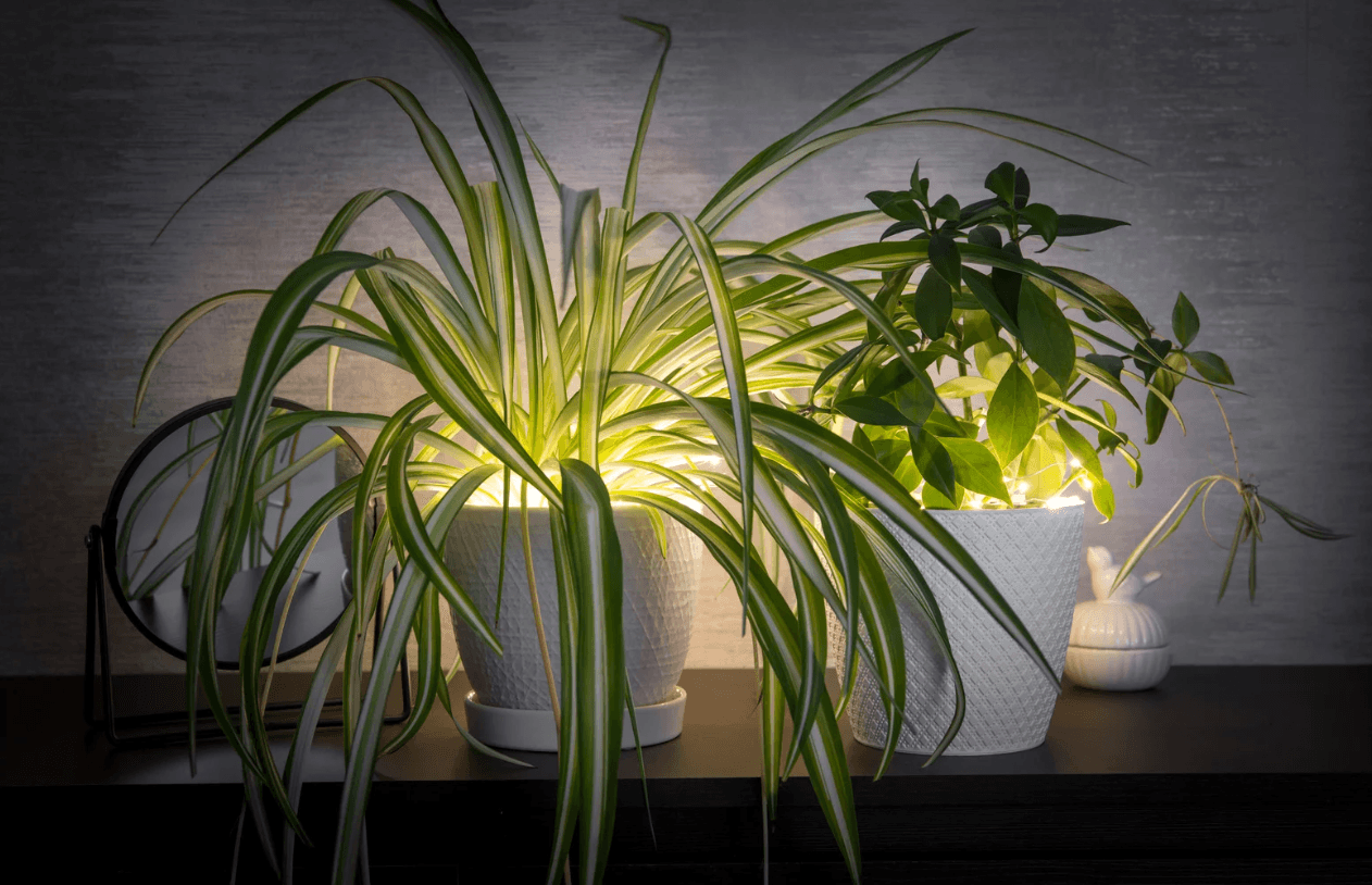 Excesso de água é o principal erro no cultivo de plantas em pouca luz | Crédito: Canva